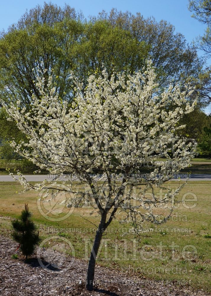 Cercis Texas White (Redbud) 1 