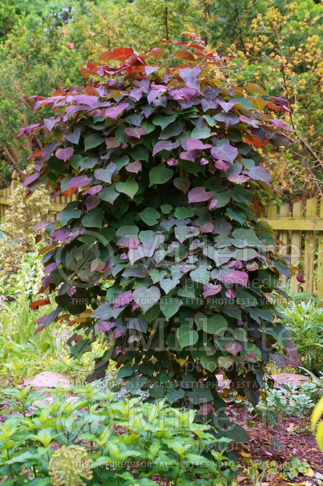 Cercis Ruby Falls (Redbud)  1