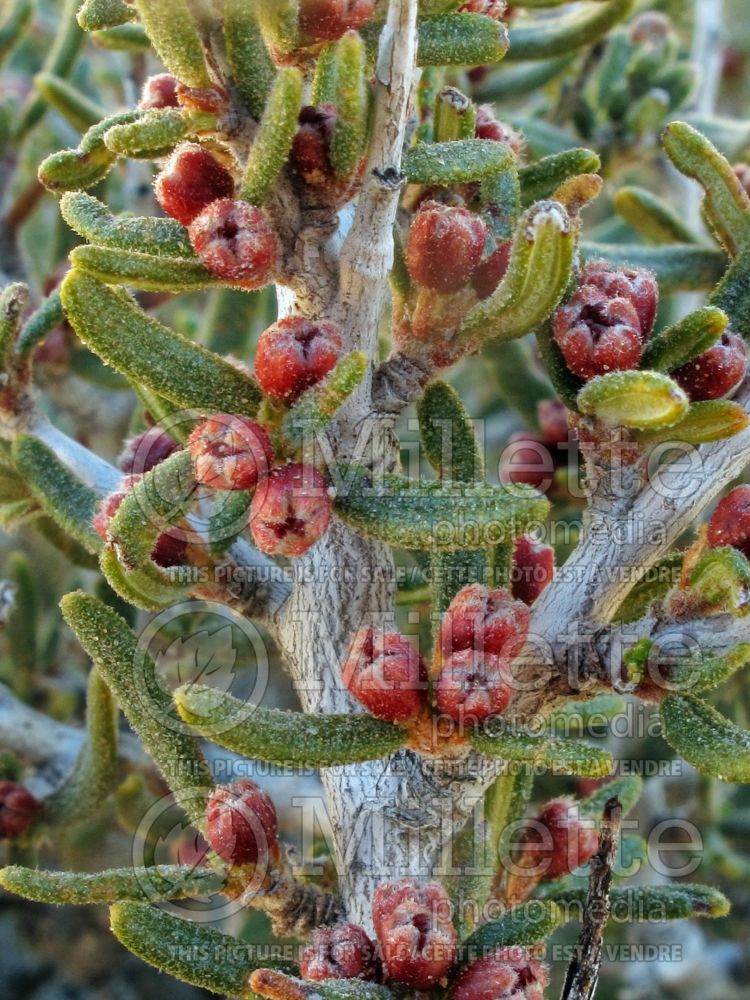 Cercocarpus intricatus (Littleleaf Mountain Mahogany) 1