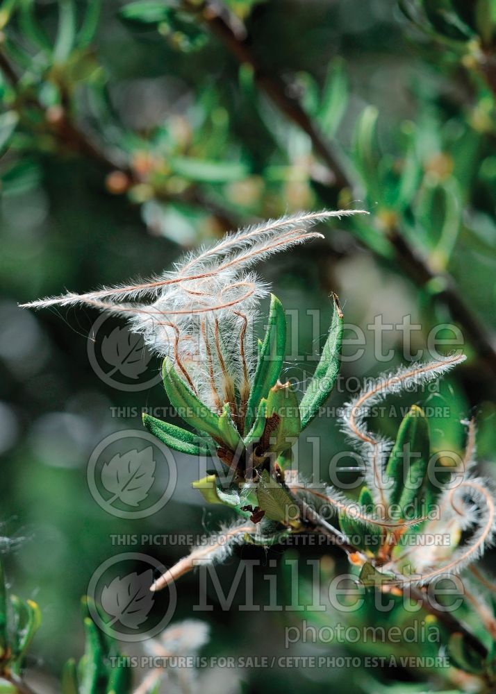 Cercocarpus intricatus (Littleleaf Mountain Mahogany) 2