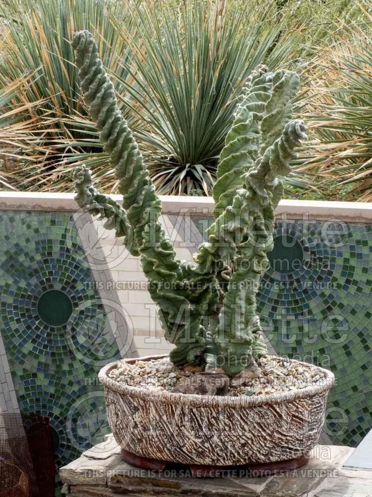 Cereus Spiralis (Spiral Cactus) 1