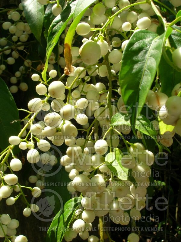 Cestrum nocturnum (Night Blooming Jasmine, Queen of the Night) 4  