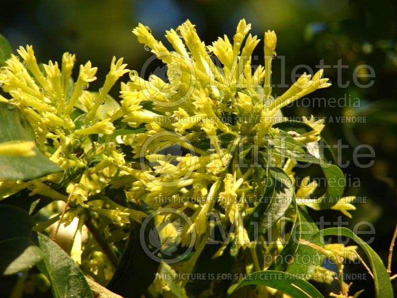 Cestrum nocturnum (Night Blooming Jasmine, Queen of the Night) 5  