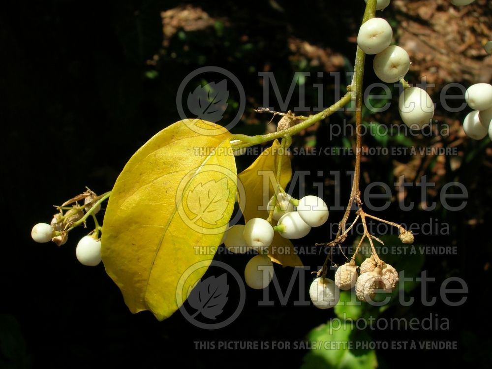 Cestrum nocturnum (Night Blooming Jasmine, Queen of the Night) 6  