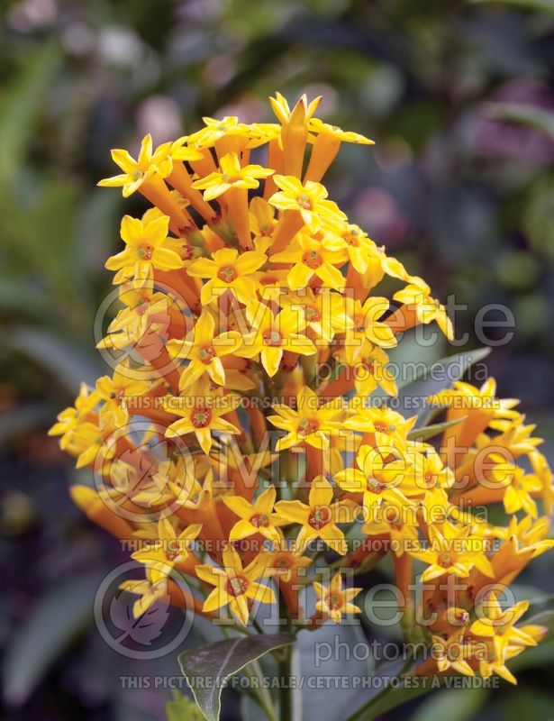 Cestrum Orange Peel (Jessamine) 6 