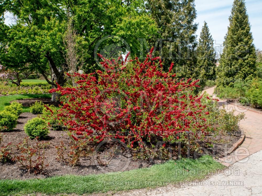 Chaenomeles Double Take Scarlet Storm (Quince - Cognassier) 4