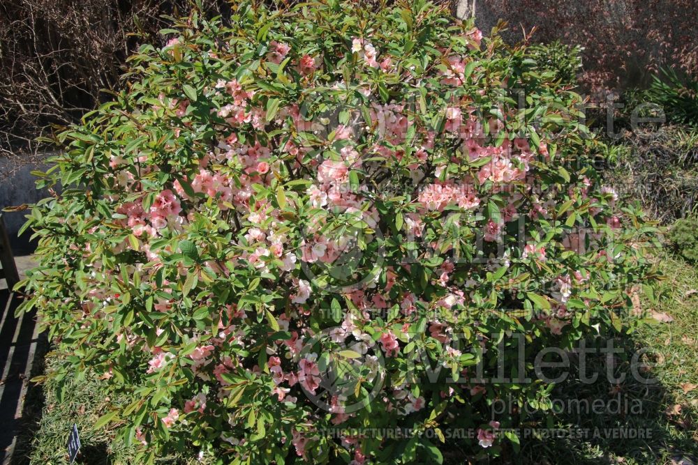 Chaenomeles Toyo Nishiki (flowering quince - cognassier) 1