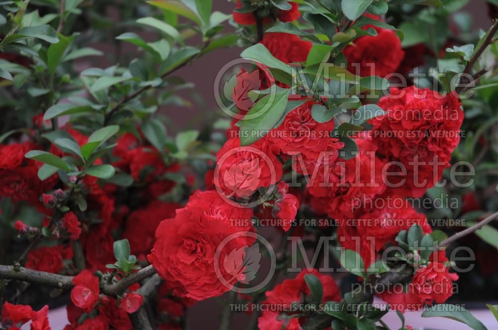 Chaenomeles Double Take Scarlet Storm (Quince - Cognassier) 1