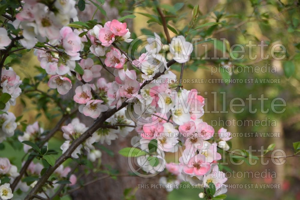Chaenomeles Apple Blossom aka Moerloosei (flowering quince) 1