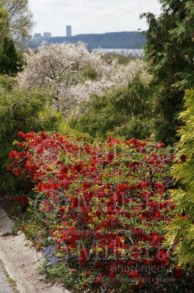 Chaenomeles Nicoline (flowering quince - cognassier) 1