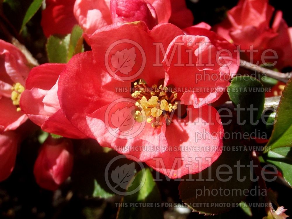 Chaenomeles Crimson and Gold (Quince - Cognassier) 4 