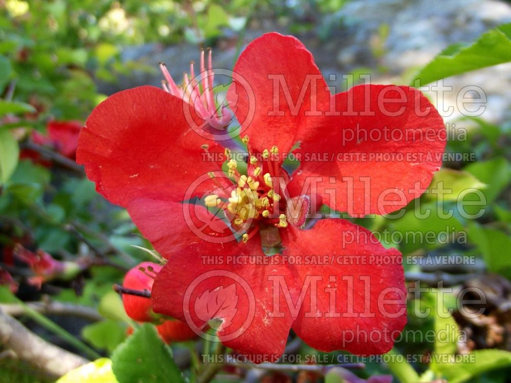 Chaenomeles Crimson and Gold (Quince - Cognassier) 5 