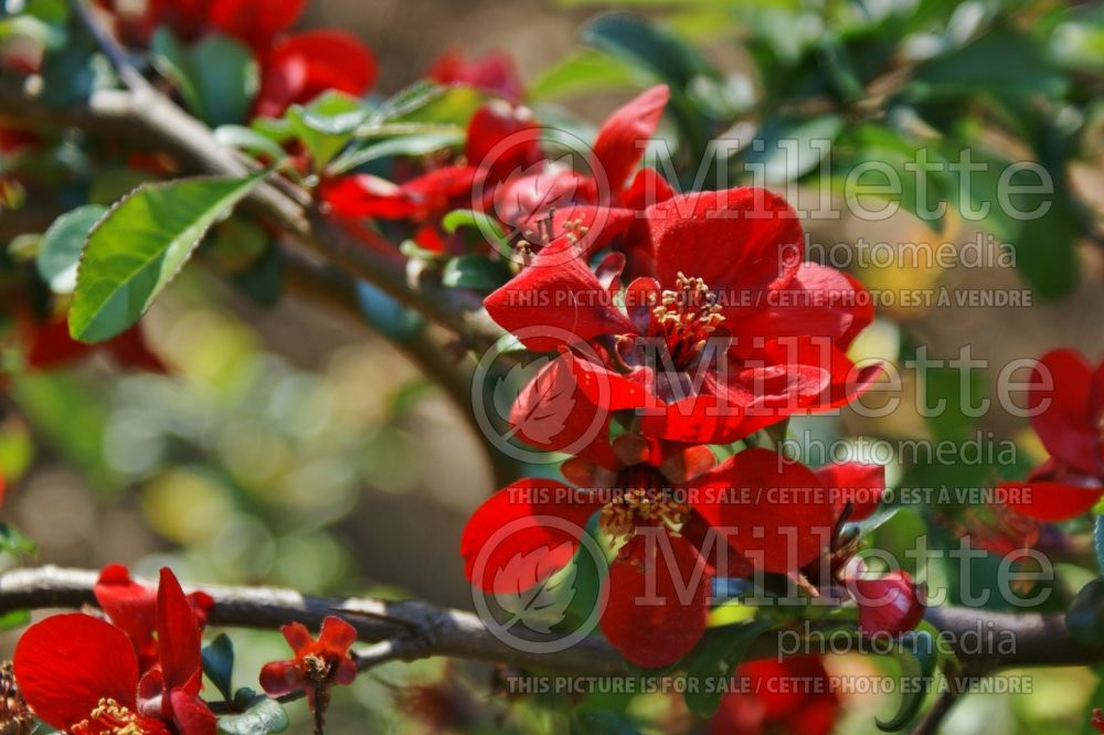 Chaenomeles Crimson and Gold (Quince - Cognassier) 1 