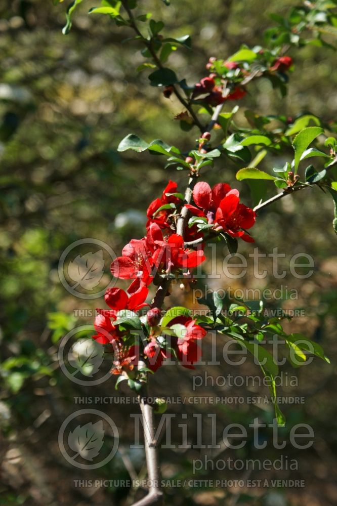 Chaenomeles Crimson and Gold (Quince - Cognassier) 2 