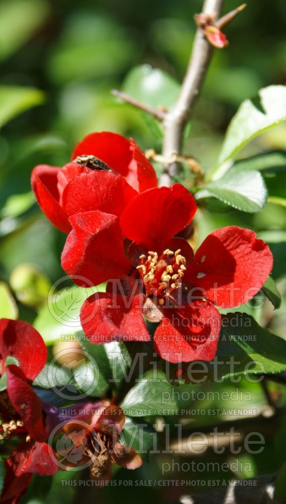Chaenomeles Crimson and Gold (Quince - Cognassier) 3 