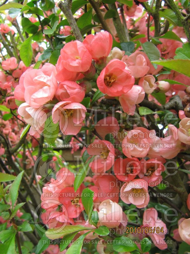 Chaenomeles Pink Lady (Japanese quince - Coing) 1