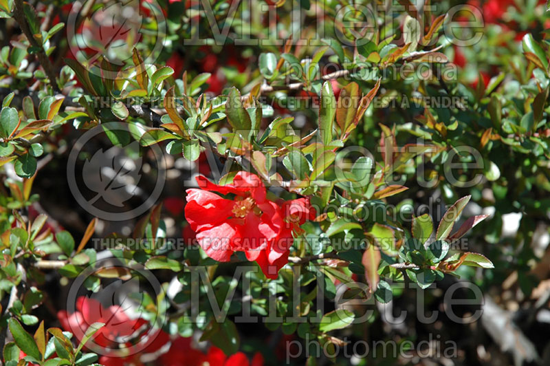 Chaenomeles Texas Scarlet (Quince) 2 