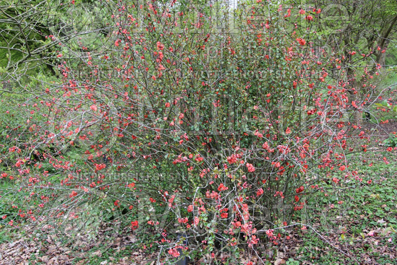 Chaenomeles Vesuvius (Quince) 2 