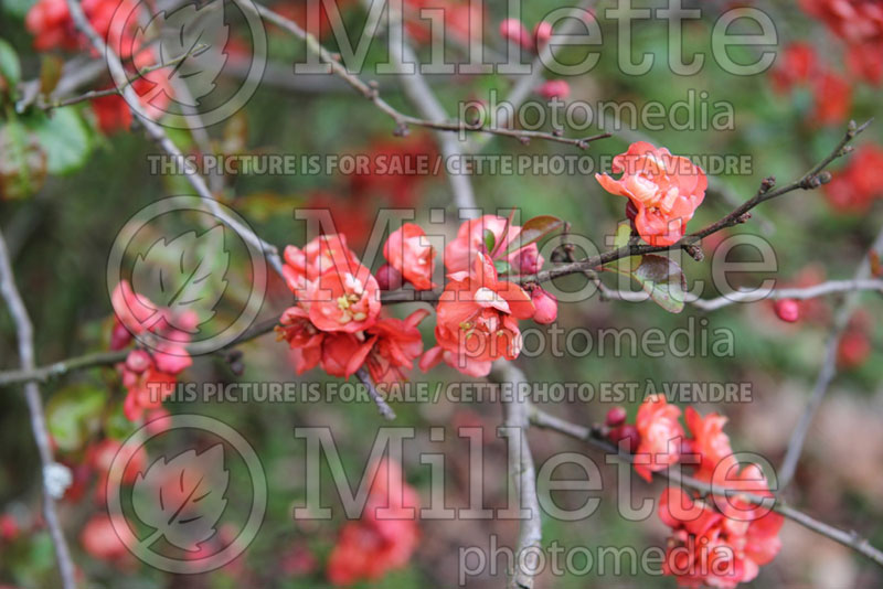 Chaenomeles Vesuvius (Quince) 1 