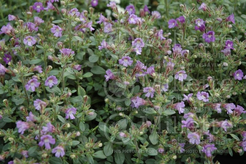 Chaenorhinum Summer Skies (Dwarf Snapdragon) 1 