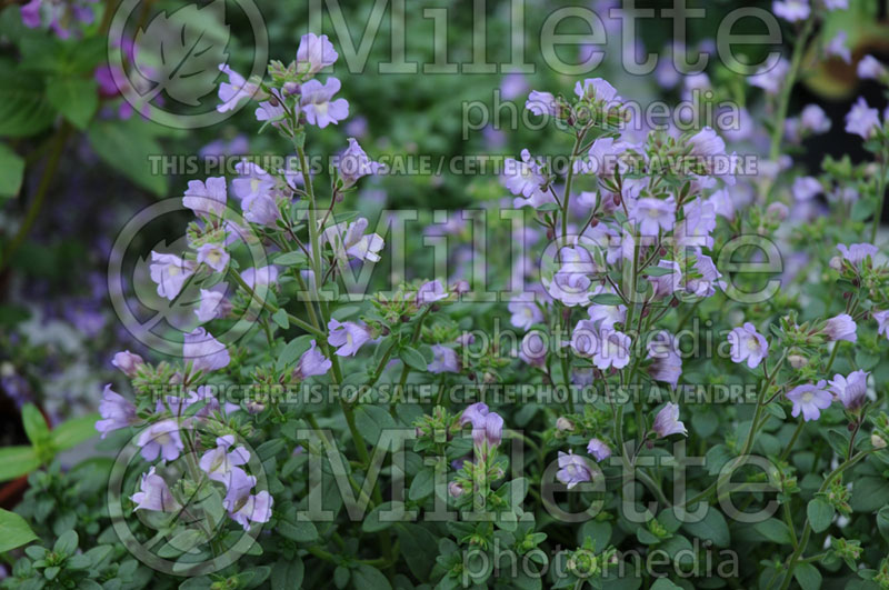 Chaenorhinum Blue Eyes (Dwarf Snapdragon) 1 