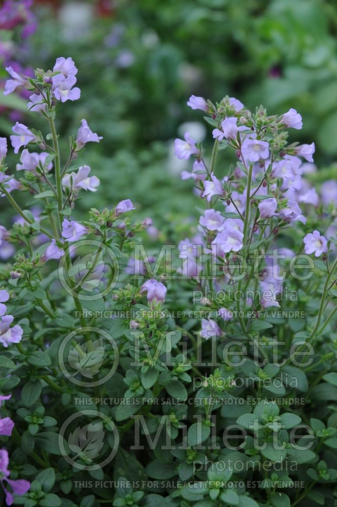 Chaenorhinum Blue Eyes (Dwarf Snapdragon) 2 