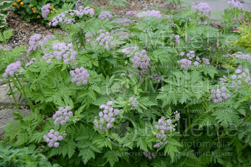 Chaerophyllum Roseum (hairy chervil  2