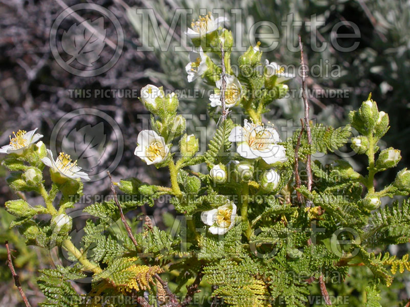 Chamaebatiaria millefolium (fern bush and desert sweet) 2 