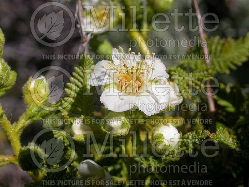 Chamaebatiaria millefolium (fern bush and desert sweet) 3 