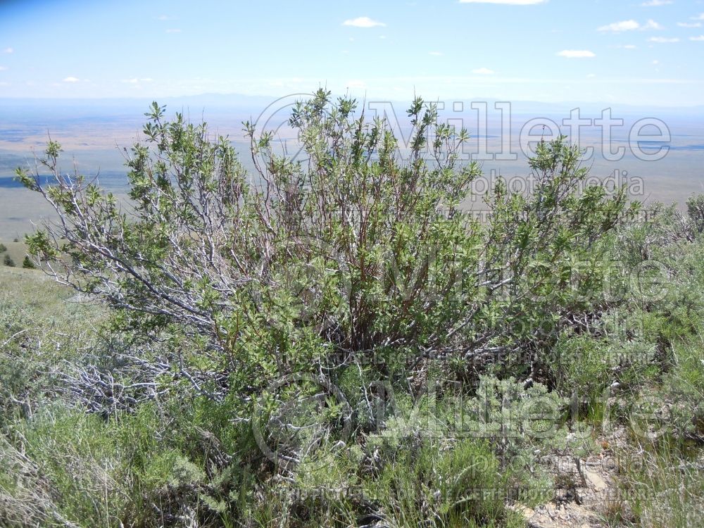 Chamaebatiaria millefolium (fern bush and desert sweet) 1 