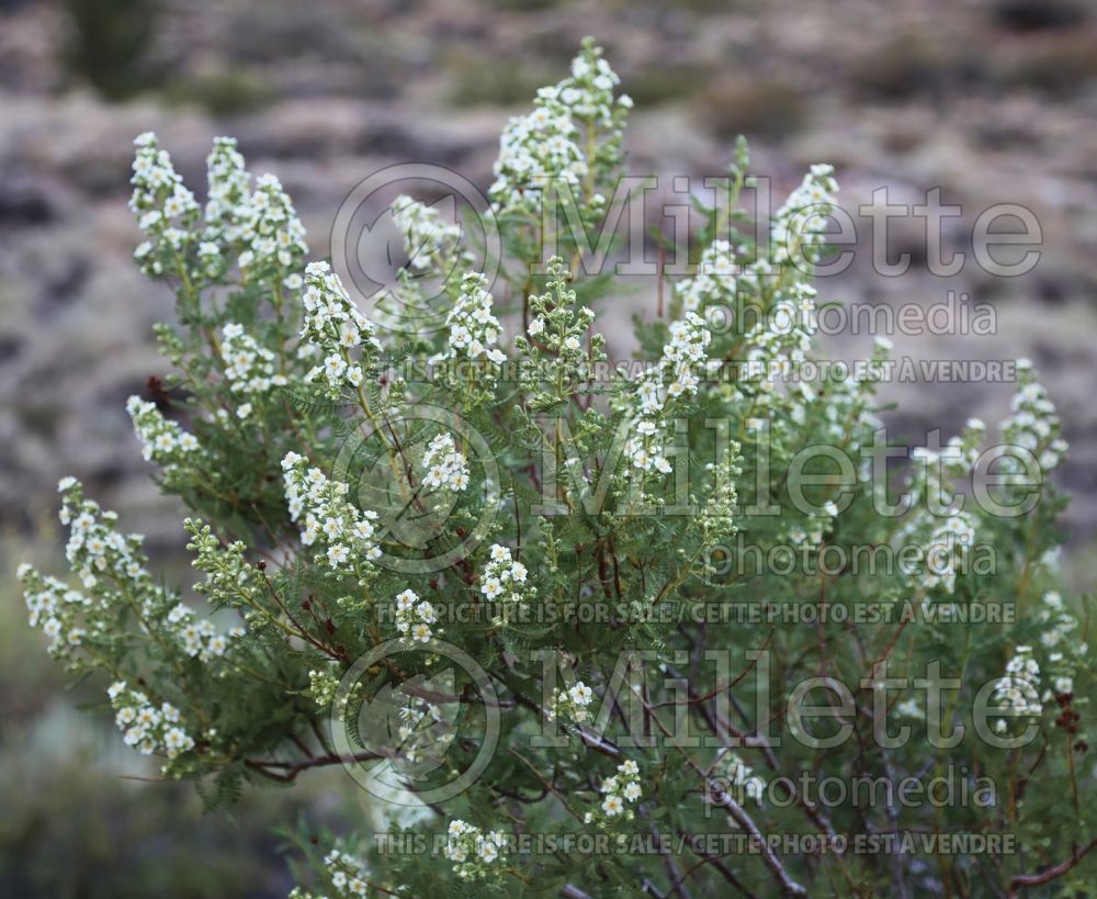 Chamaebatiaria millefolium (fern bush and desert sweet) 4 