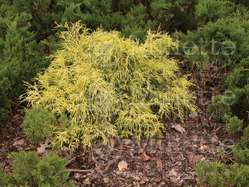 Chamaecyparis Filifera Golden Mop (False Cypress conifer) 16