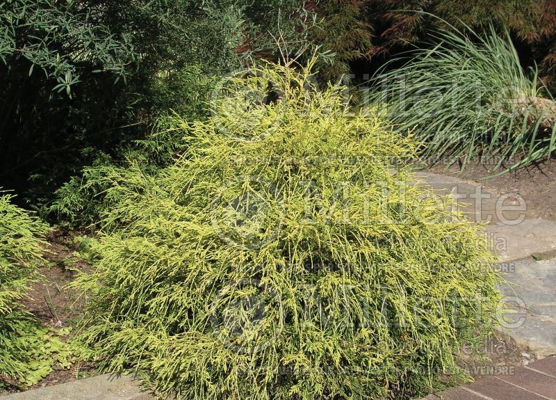 Chamaecyparis Filifera Golden Mop (False Cypress conifer) 17