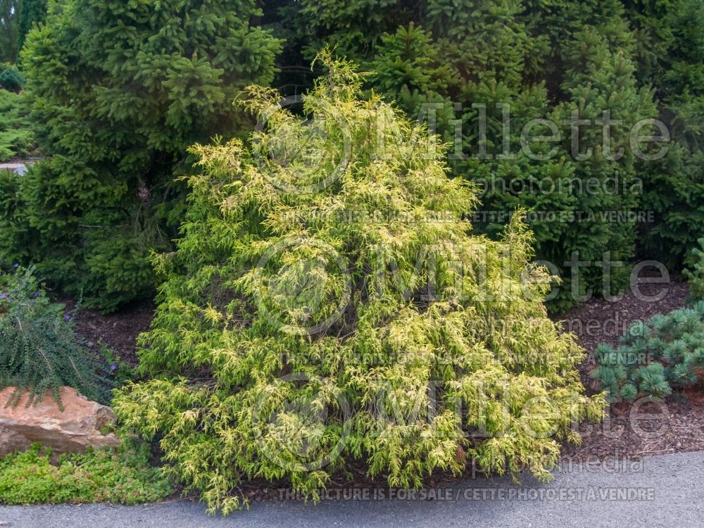 Chamaecyparis Filifera Golden Mop (False Cypress conifer) 23