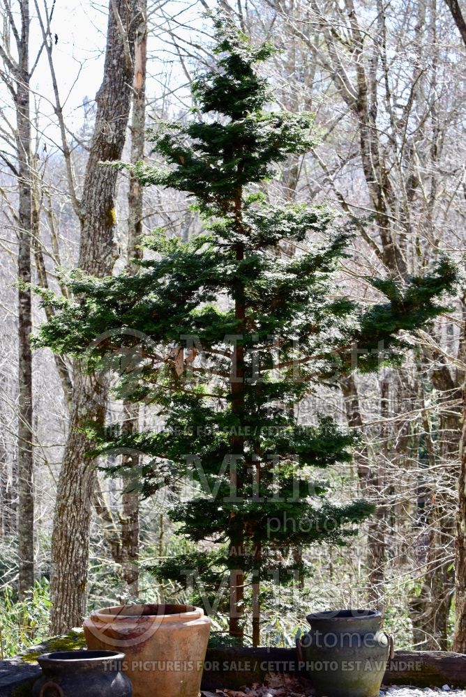 Chamaecyparis obtusa (False Cypress conifer) 2