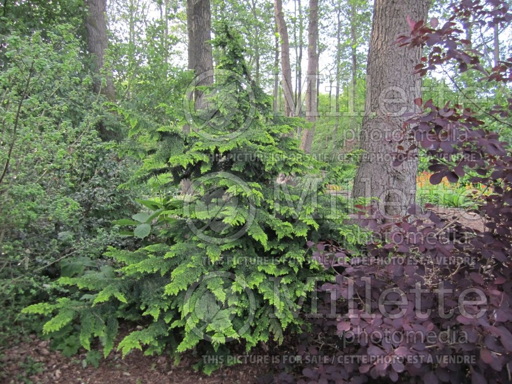 Chamaecyparis Fernspray Gold (False Cypress conifer) 4 