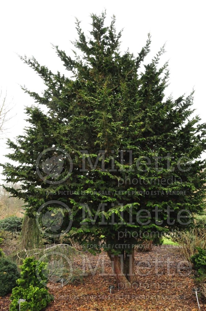 Chamaecyparis Teddy Bear (False Cypress conifer) 1 