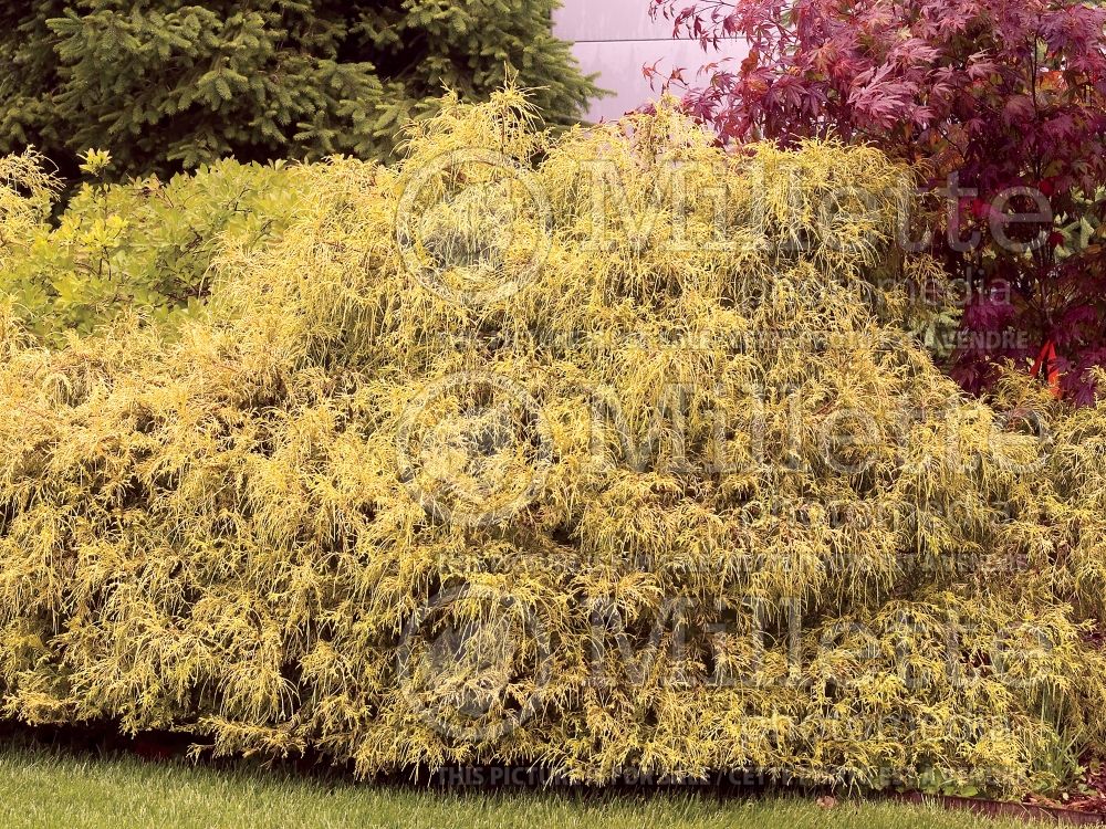 Chamaecyparis Vintage Gold (Sawara False Cypress conifer) 7 
