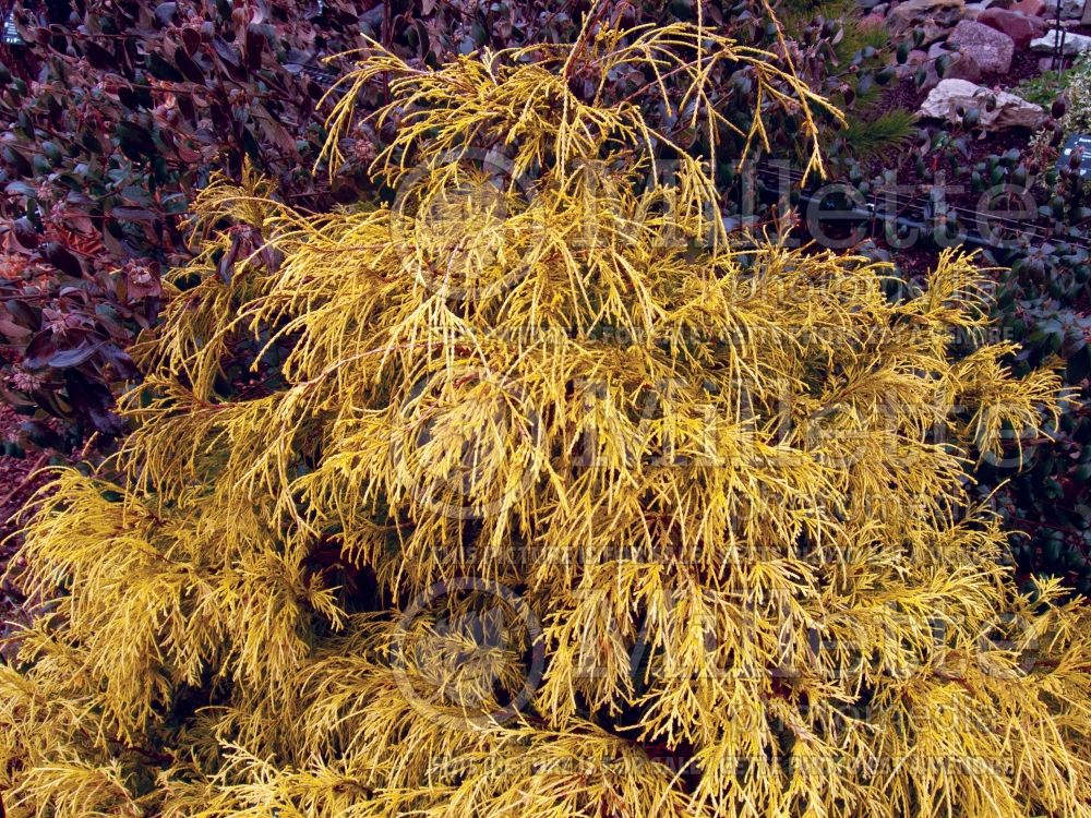 Chamaecyparis Vintage Gold (Sawara False Cypress conifer) 8 