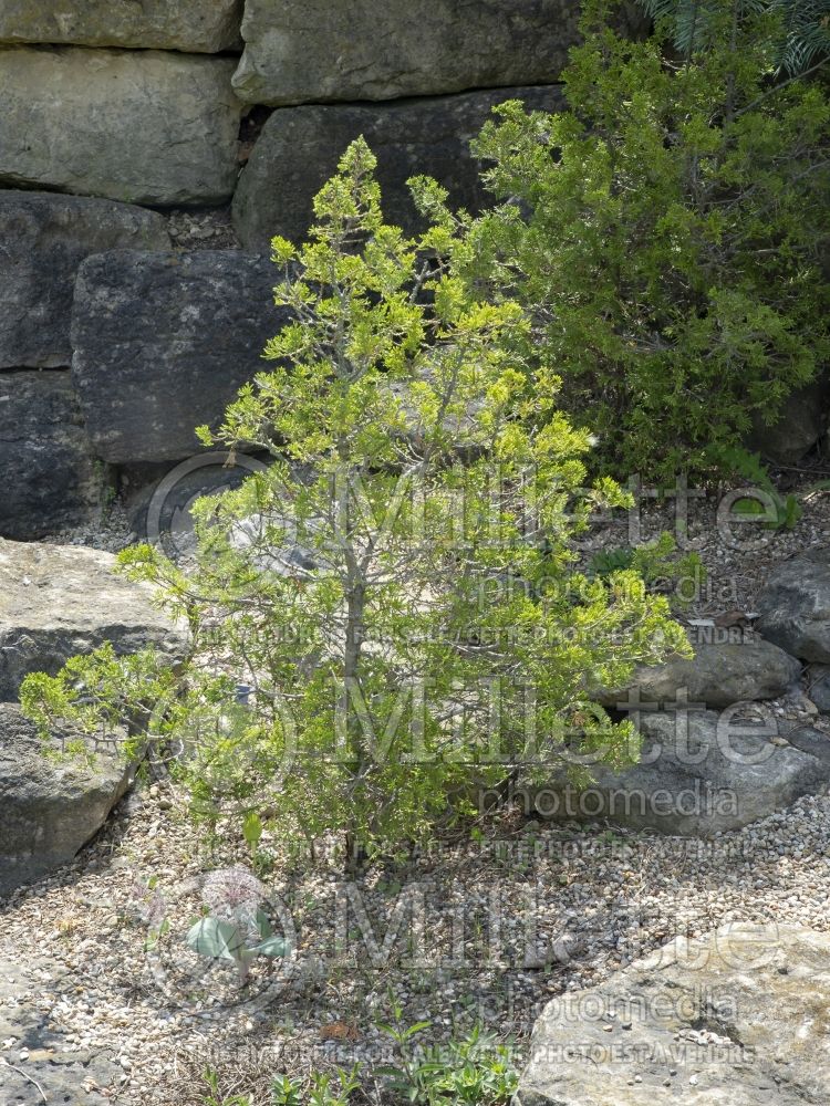 Chamaecyparis Top Point (False Cypress conifer) 2 
