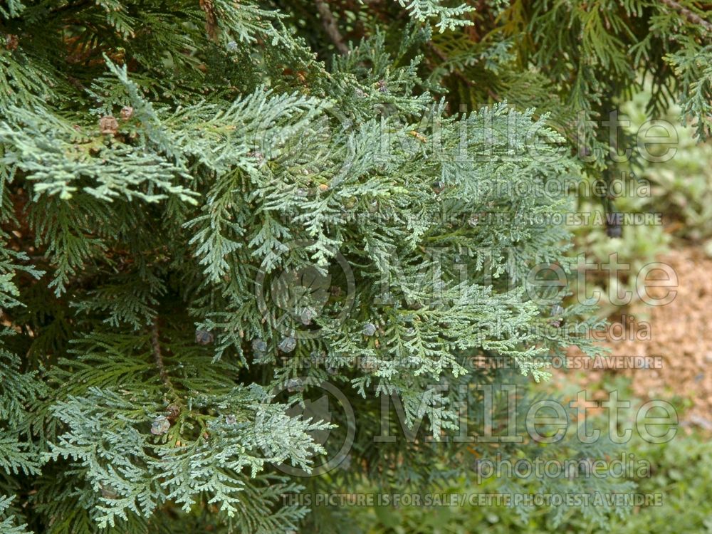 Chamaecyparis Van Pelt's Blue (False Cypress conifer) 3 