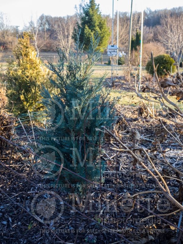 Chamaecyparis Van Pelt's Blue (False Cypress conifer) 1 