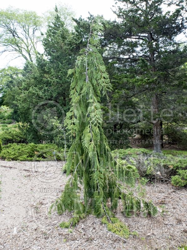 Chamaecyparis Jubilee (False Cypress conifer) 3 