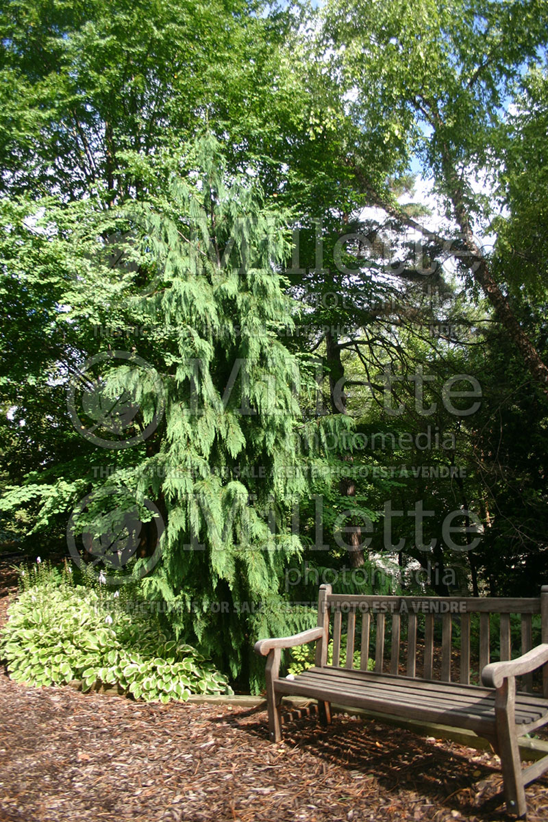 Chamaecyparis Pendula (False Cypress conifer) 3