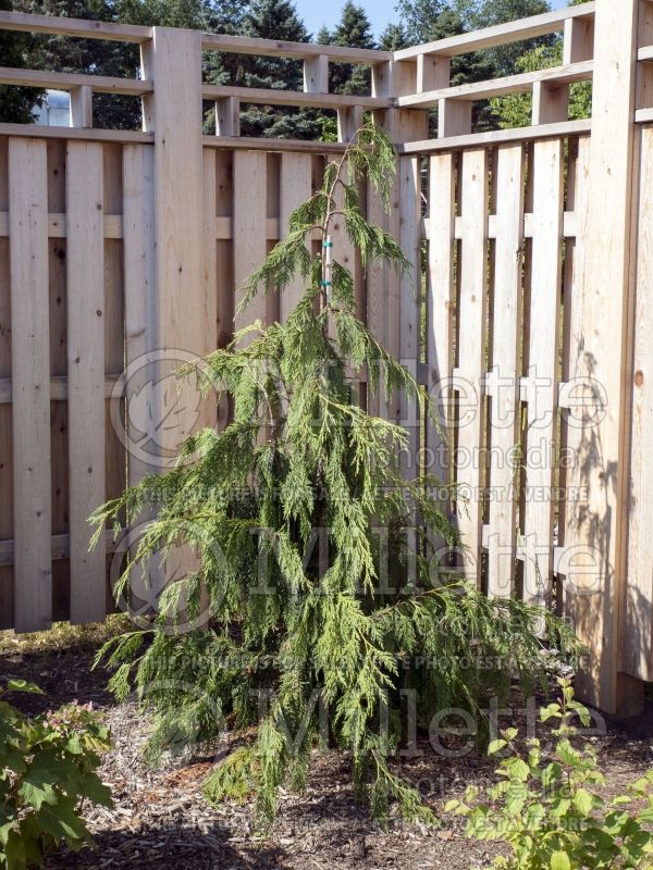 Chamaecyparis Pendula (False Cypress conifer) 6