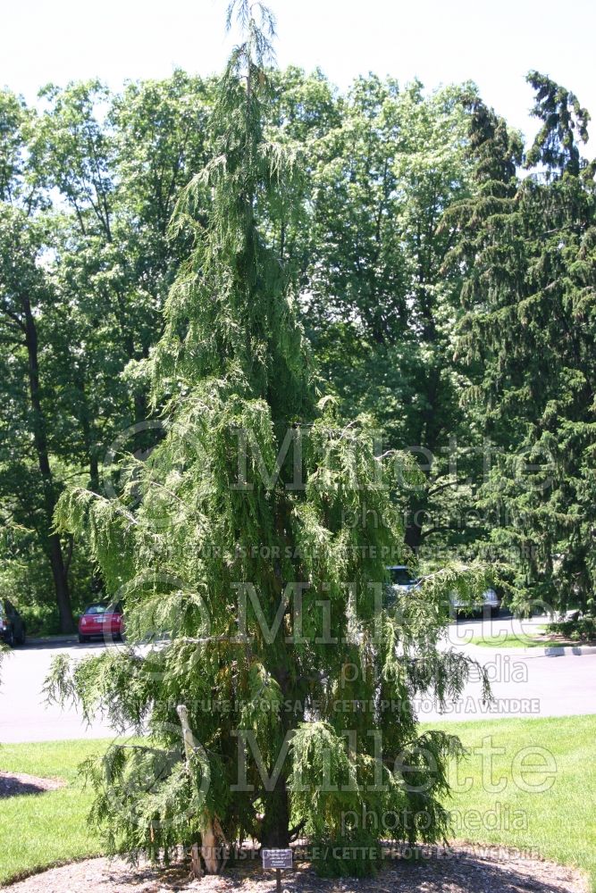 Chamaecyparis Pendula (False Cypress conifer) 1