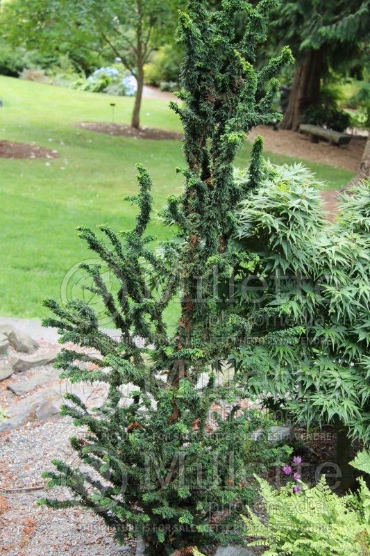 Chamaecyparis Chirimen or Chairman (False Cypress conifer) 1 