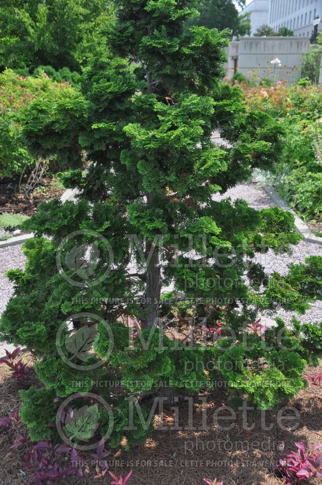 Chamaecyparis Compacta (False Cypress conifer) 1 