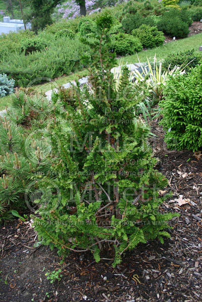 Chamaecyparis Compacta (False Cypress conifer) 2 