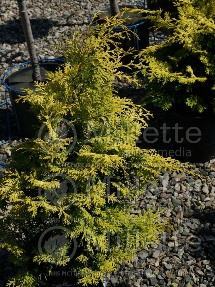 Chamaecyparis Crippsii (False Cypress conifer) 1 